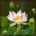 20130410174733_1_bloem1